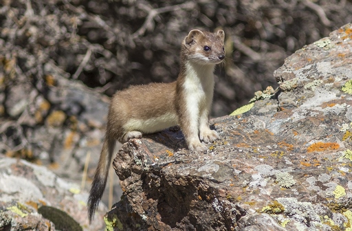 Mustela erminea – Short-tailed weasel